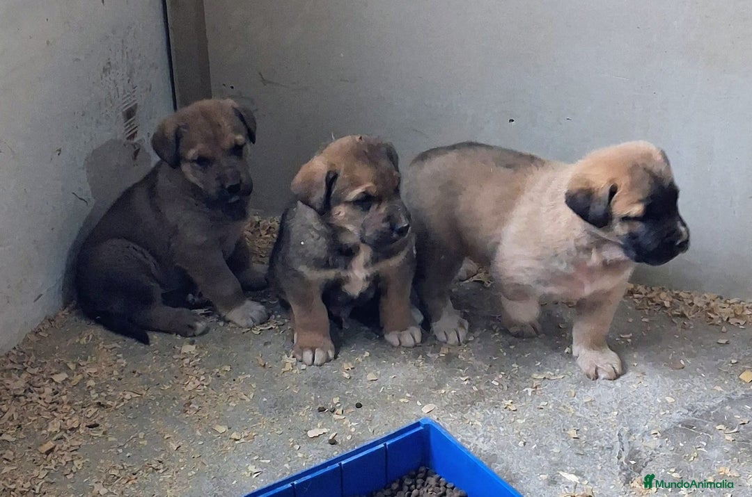 Mastín Español perros en venta: Mastin Leones - Anuncio 2