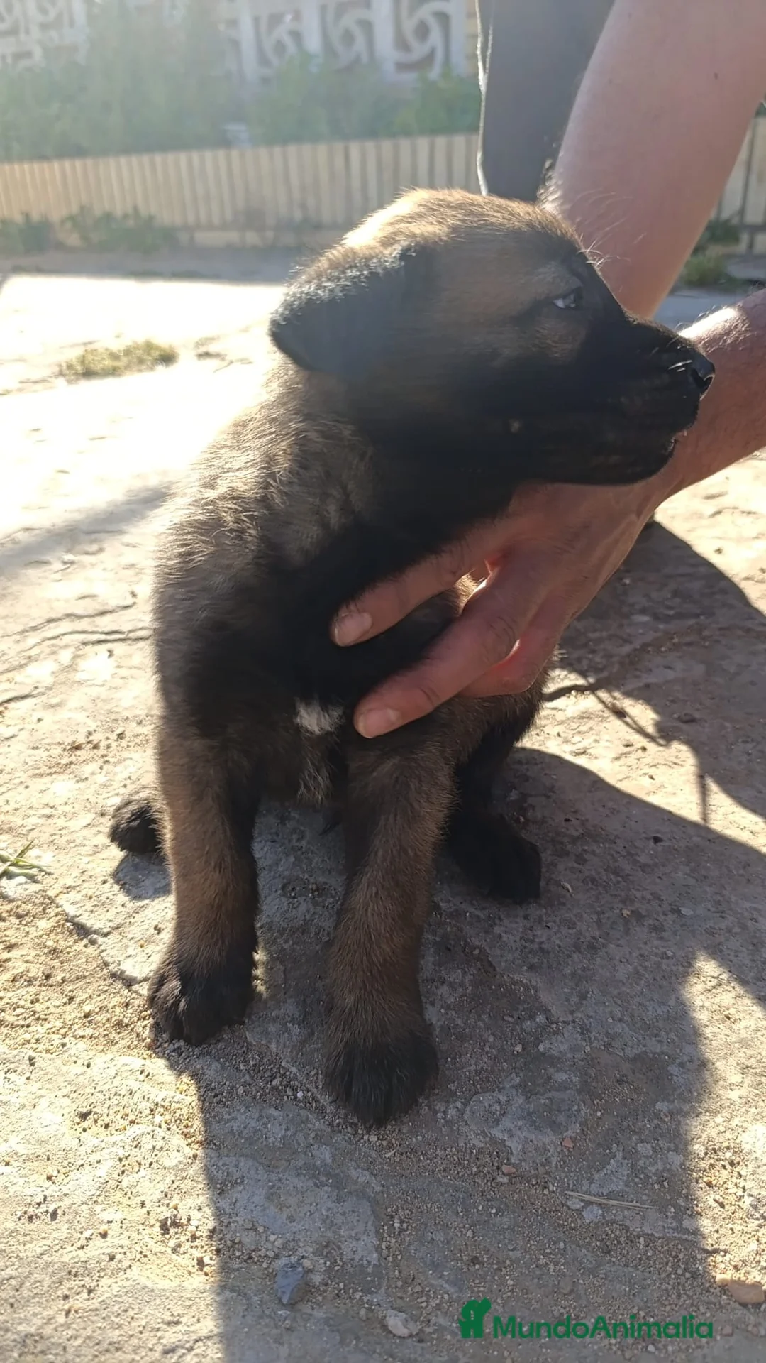 Pastor Belga Malinois perros en venta: Pastor belga malinois de calidad  - Anuncio 10