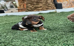 Teckel Miniatura perros en venta: TECKEL LISTOS PARA ENTREGAR !!!!! - Imagen 4