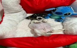Jack Russell Terrier perros en venta: Jack Russell increíble camada - Imagen 6