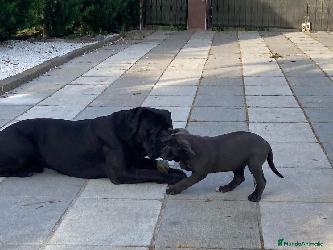 Cane Corso perros en venta: CACHORROS CANE CORSO - Anuncio 10
