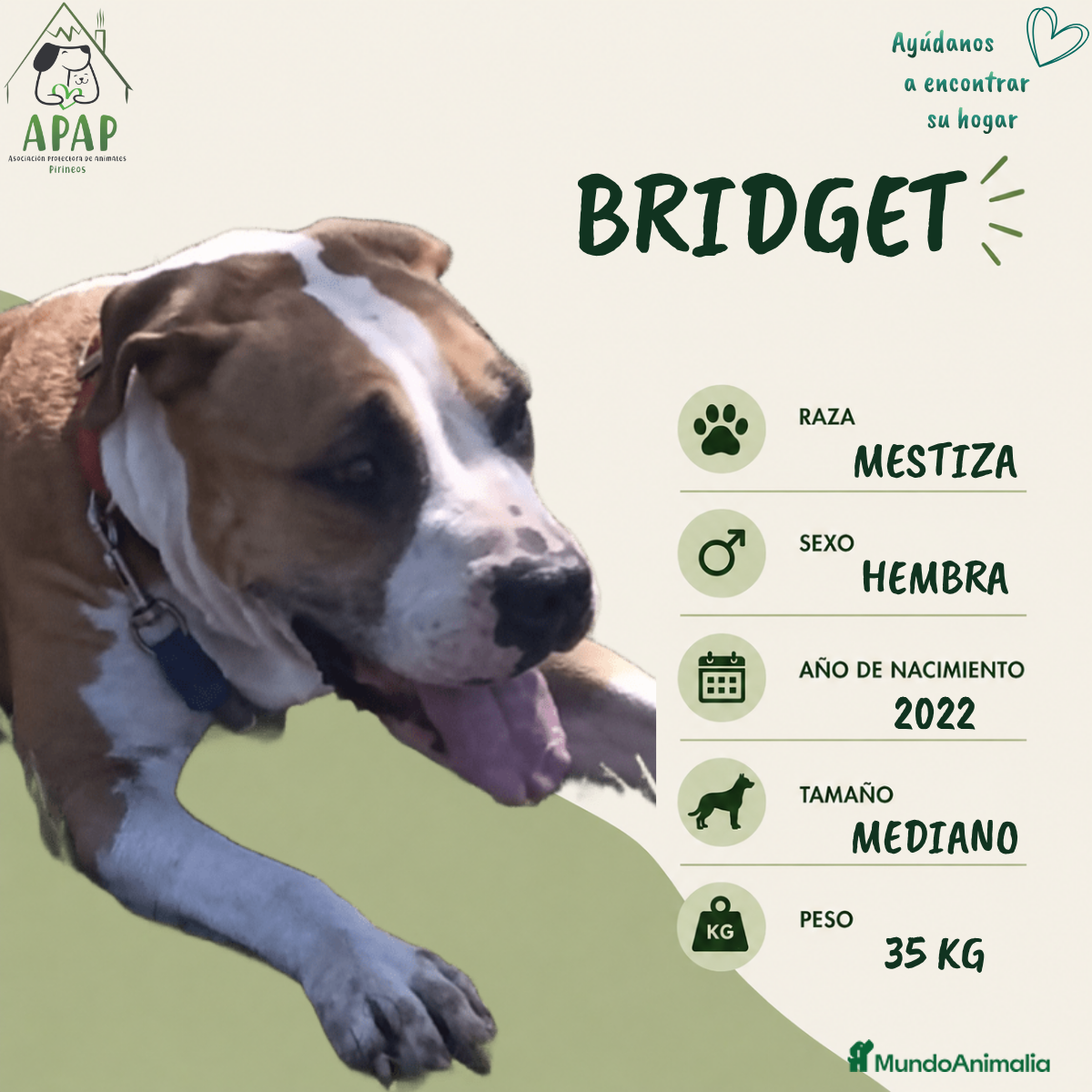 Raza Mixta perros BRIDGET busca hogar - Anuncio 2
