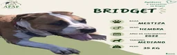 Raza Mixta perros en adopcion: BRIDGET busca hogar - Anuncio 1