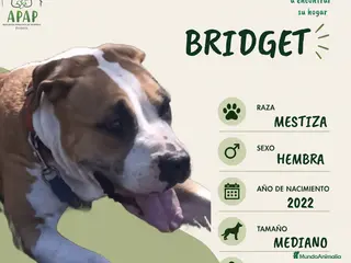 Raza Mixta perros BRIDGET busca hogar - Anuncio 18