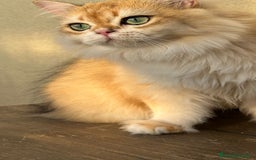 Británico de Pelo Largo gatos en venta: Precioso gatito Británico  - Imagen 3