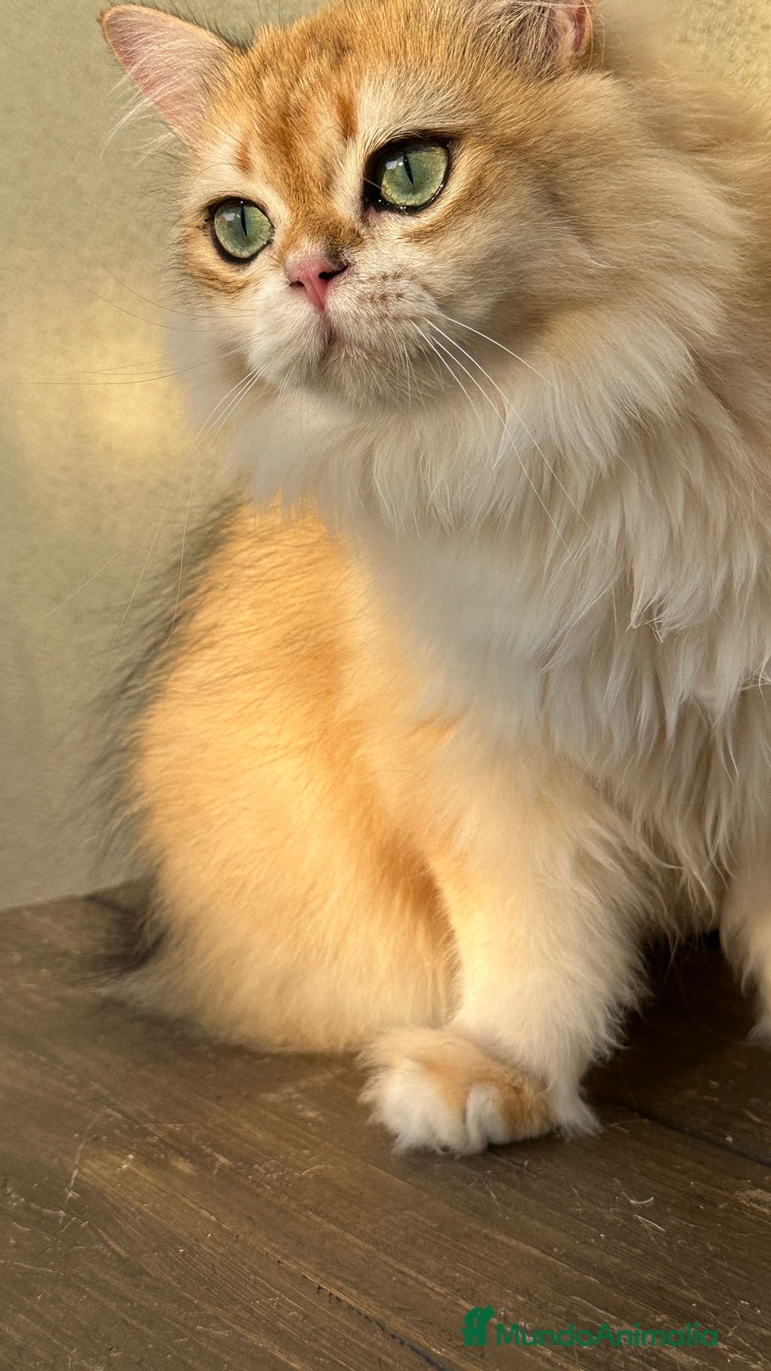 Británico de Pelo Largo gatos en venta: Precioso gatito Británico  - Imagen 3