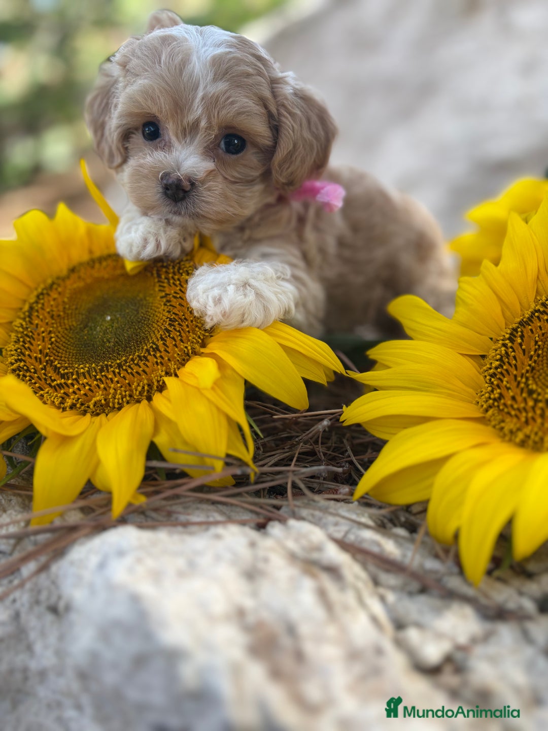 Maltipoo perros en venta: Maltipoo fotos actuales de los cachorros!! - Imagen 5