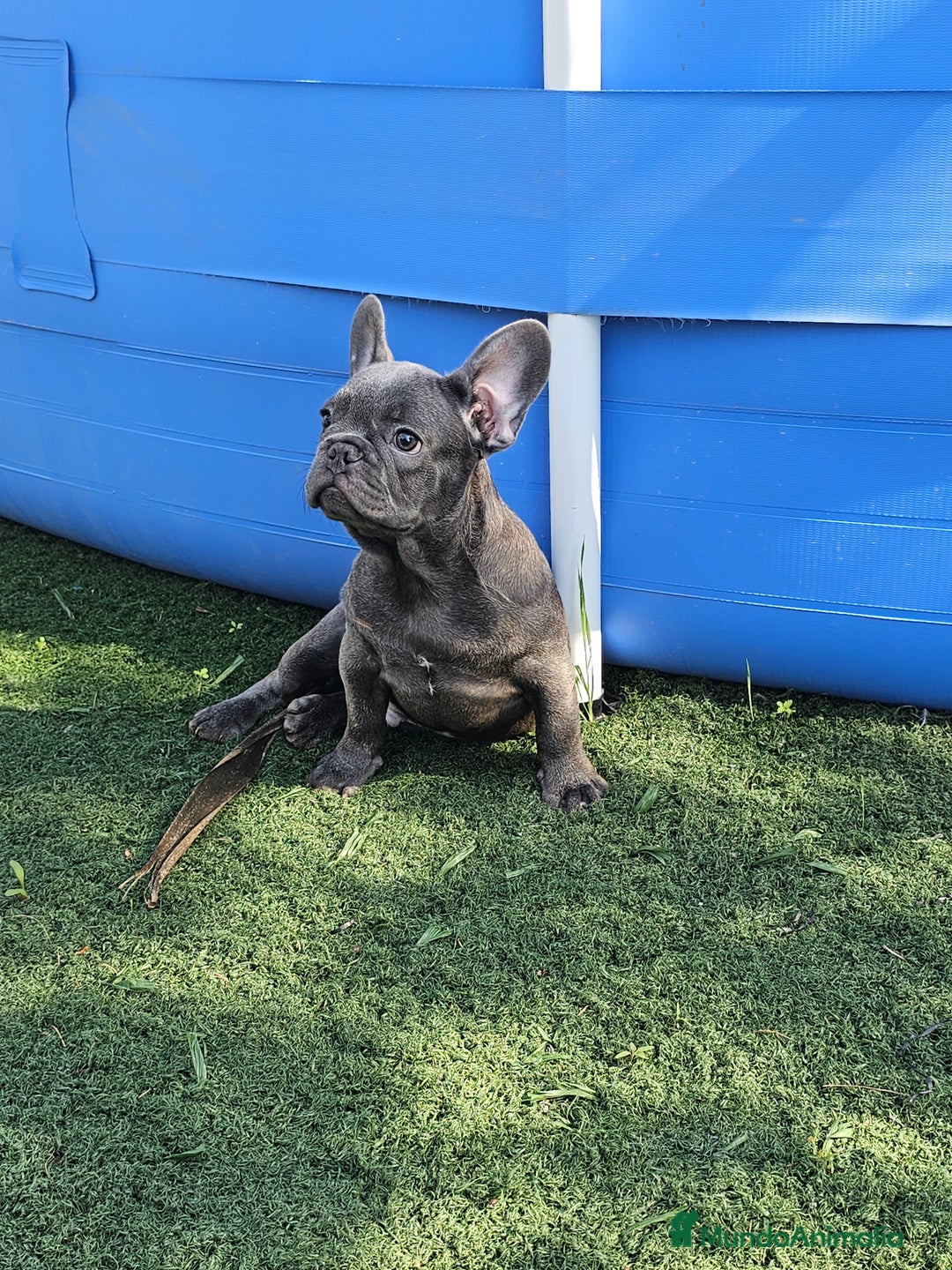 Bulldog Francés perros en venta: Bulldog francés blue  - Imagen 2