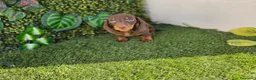Teckel Miniatura perros en venta: TECKEL KANNINCHEN & MINIATURA  - Anuncio 7