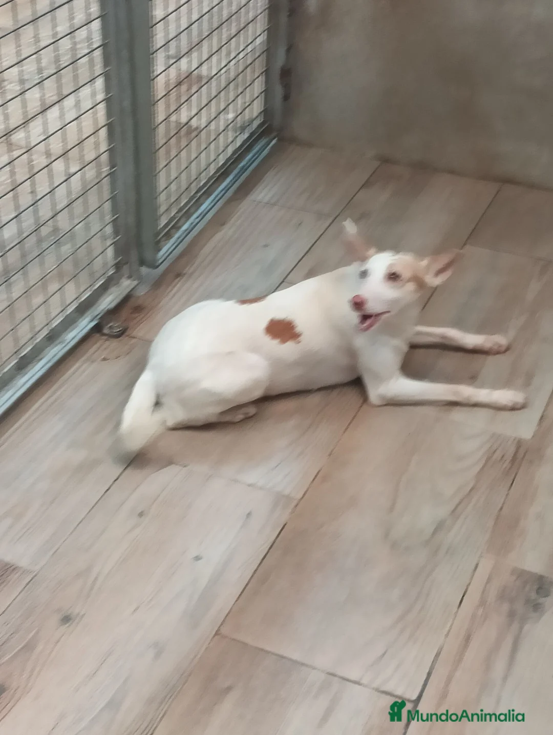 Podenco Andaluz perros en venta: Podenca andaluz  - Anuncio 8