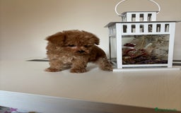 Maltipoo perros en venta: Maltipoo hembra (tacita de té) mini  - Imagen 7
