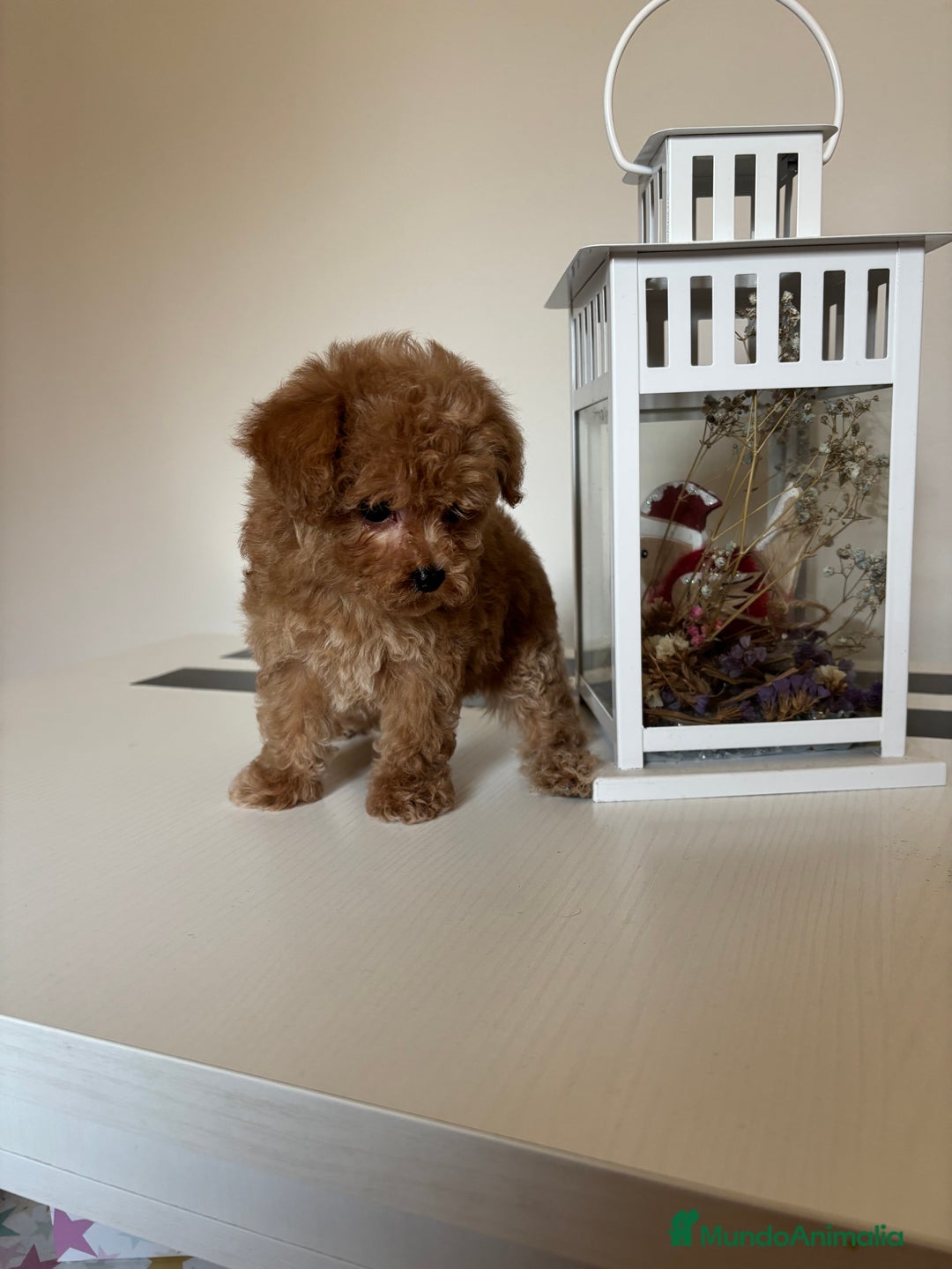 Maltipoo perros en venta: Maltipoo hembra (tacita de té) mini  - Imagen 7