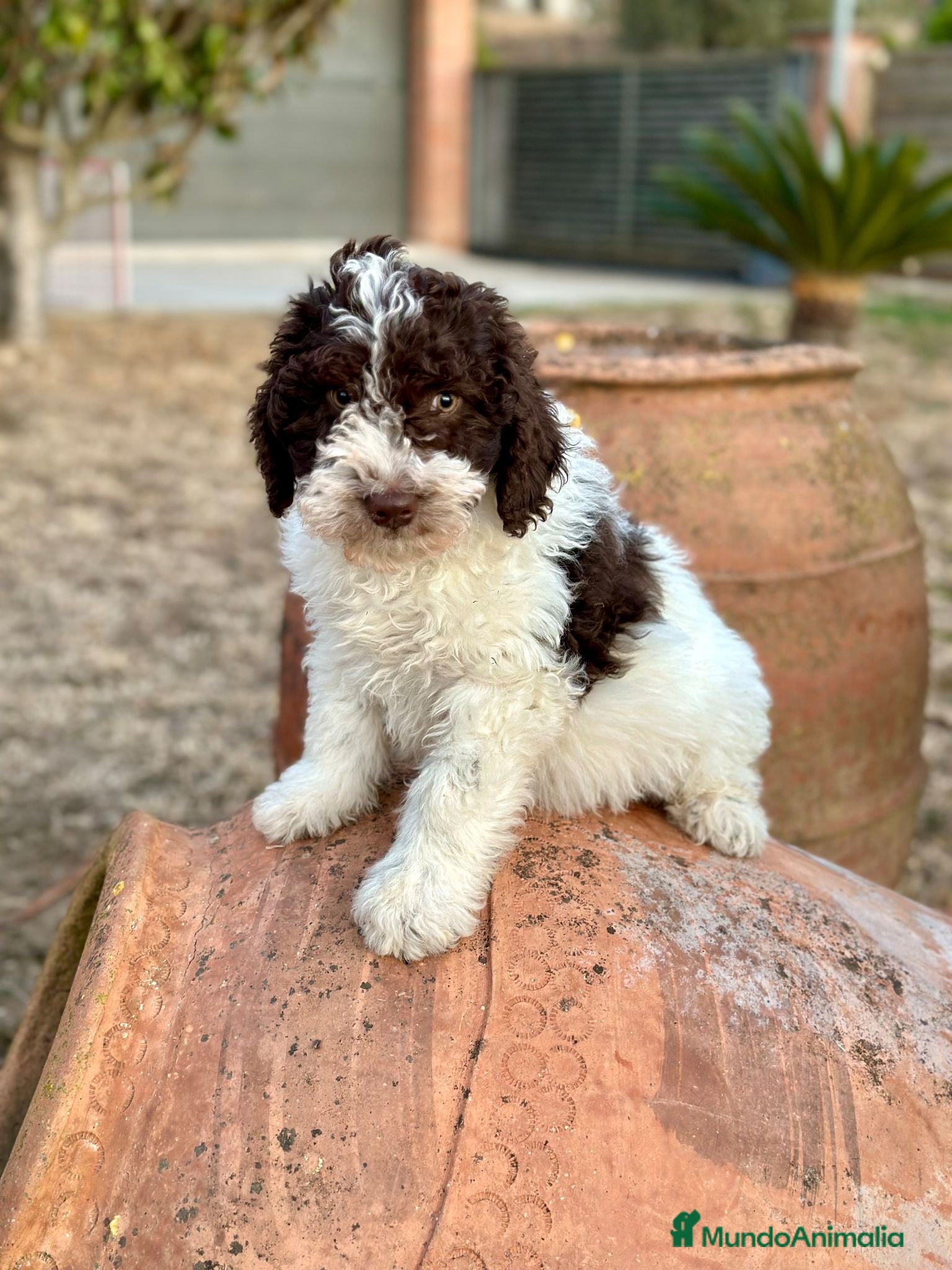Perro de Agua Español perros Perro de Agua - Anuncio 2