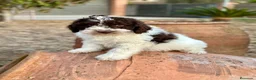 Perro de Agua Español perros en venta: Perro de Agua - Anuncio 1