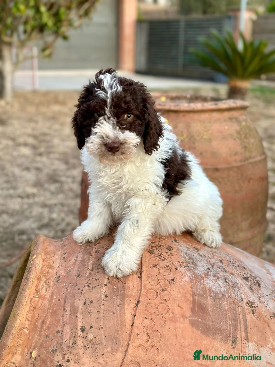 Perro de Agua Español perros en venta: Perro de Agua - Anuncio 1