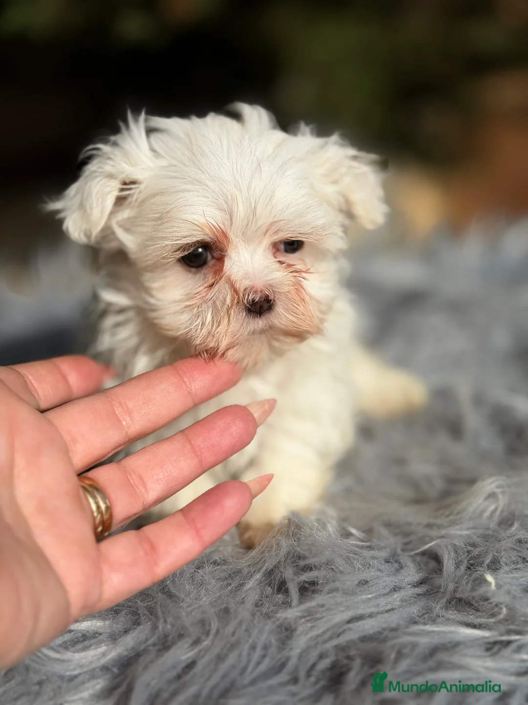 Bichón Maltés perros en venta: Bichon Maltes coreano  - Anuncio 6