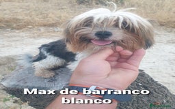 Biewer Yorkshire Terrier a la Pom Pon perros en venta: Biewer y golden con pedigree - Imagen 14