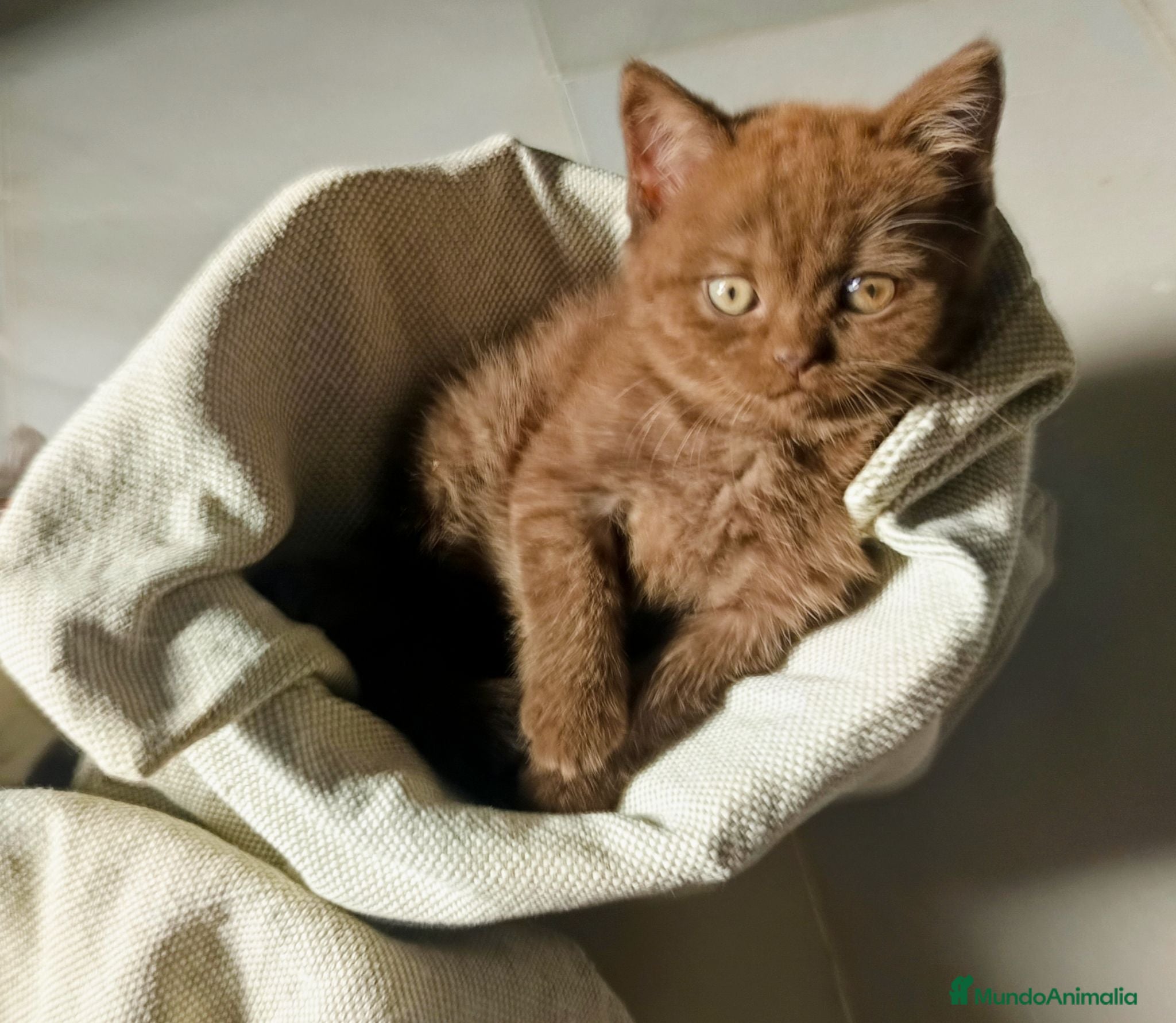 Británico de Pelo Corto gatos British shorthair chocolate y bicolores - Anuncio 1