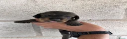 Teckel perros en venta: Teckel pelo duro Sevilla - Anuncio 5