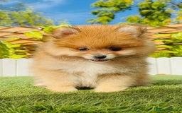 Pomerania perros en venta: POMERANIA MACHO - Imagen 9
