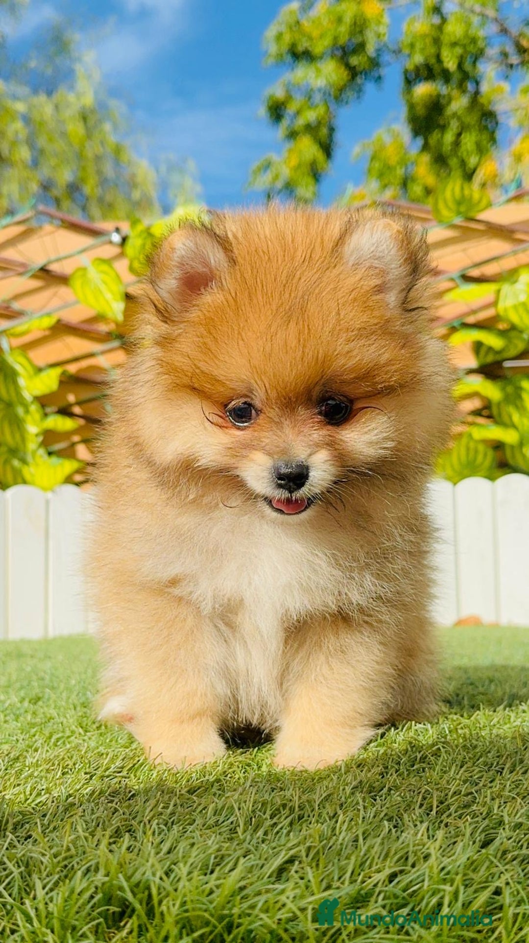 Pomerania perros en venta: POMERANIA MACHO - Imagen 9