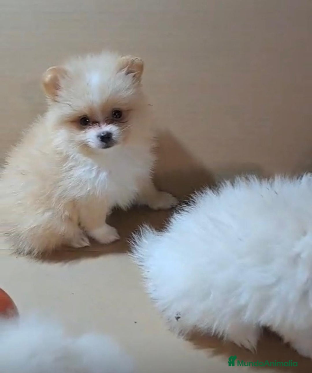 Pomerania perros en venta: Lulu pomerania mini toy  - Imagen 11