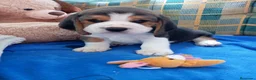 Beagle perros en venta: Bebés Beagles machos  - Anuncio 2