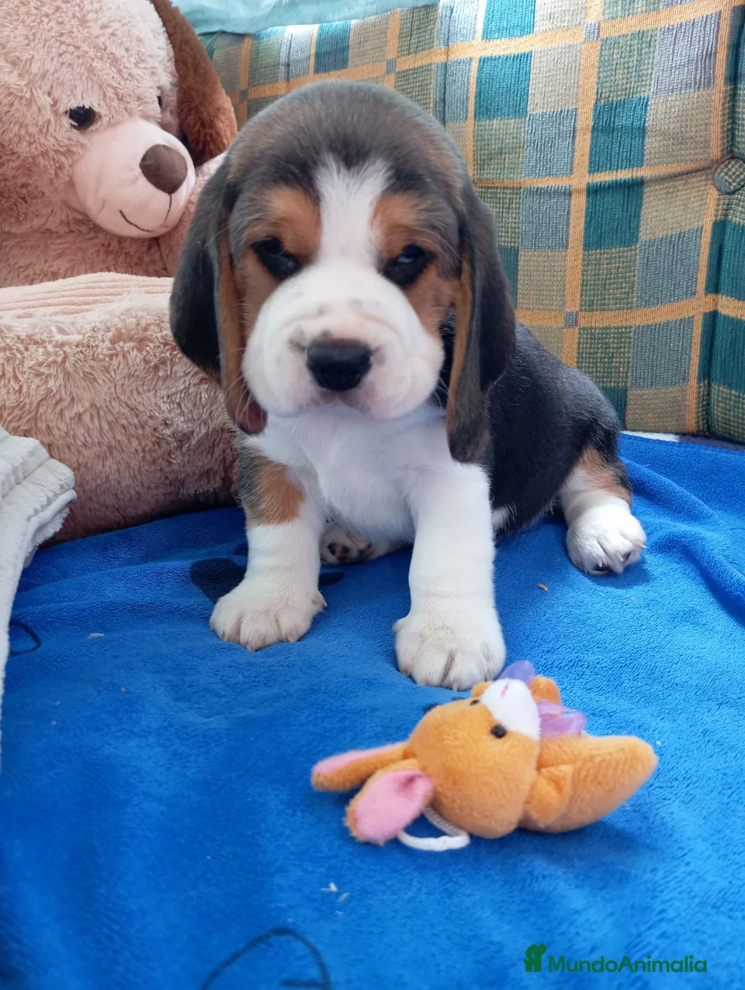 Beagle perros en venta: Bebés Beagles machos  - Anuncio 2