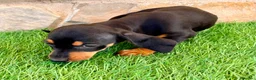 Teckel Miniatura perros en venta: Teckel miniatura negro fuego - Anuncio 12