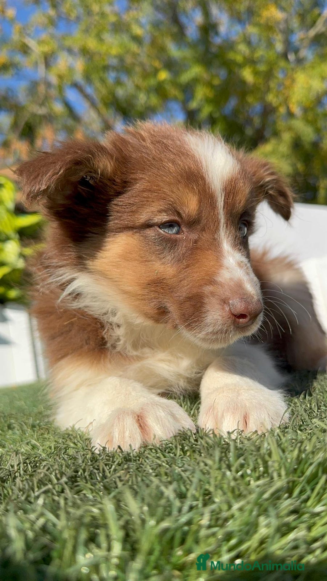 Border Collie perros en venta: BORDER COLLIE HEMBRA - Anuncio 16