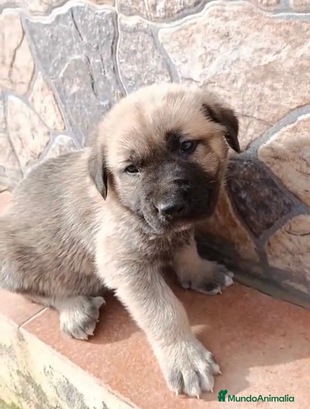 Mastín Español perros Mastín macho disponible  - Anuncio 2