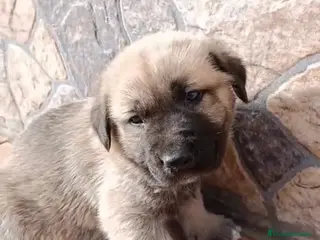 Mastín Español perros Mastín macho disponible - Anuncio 2