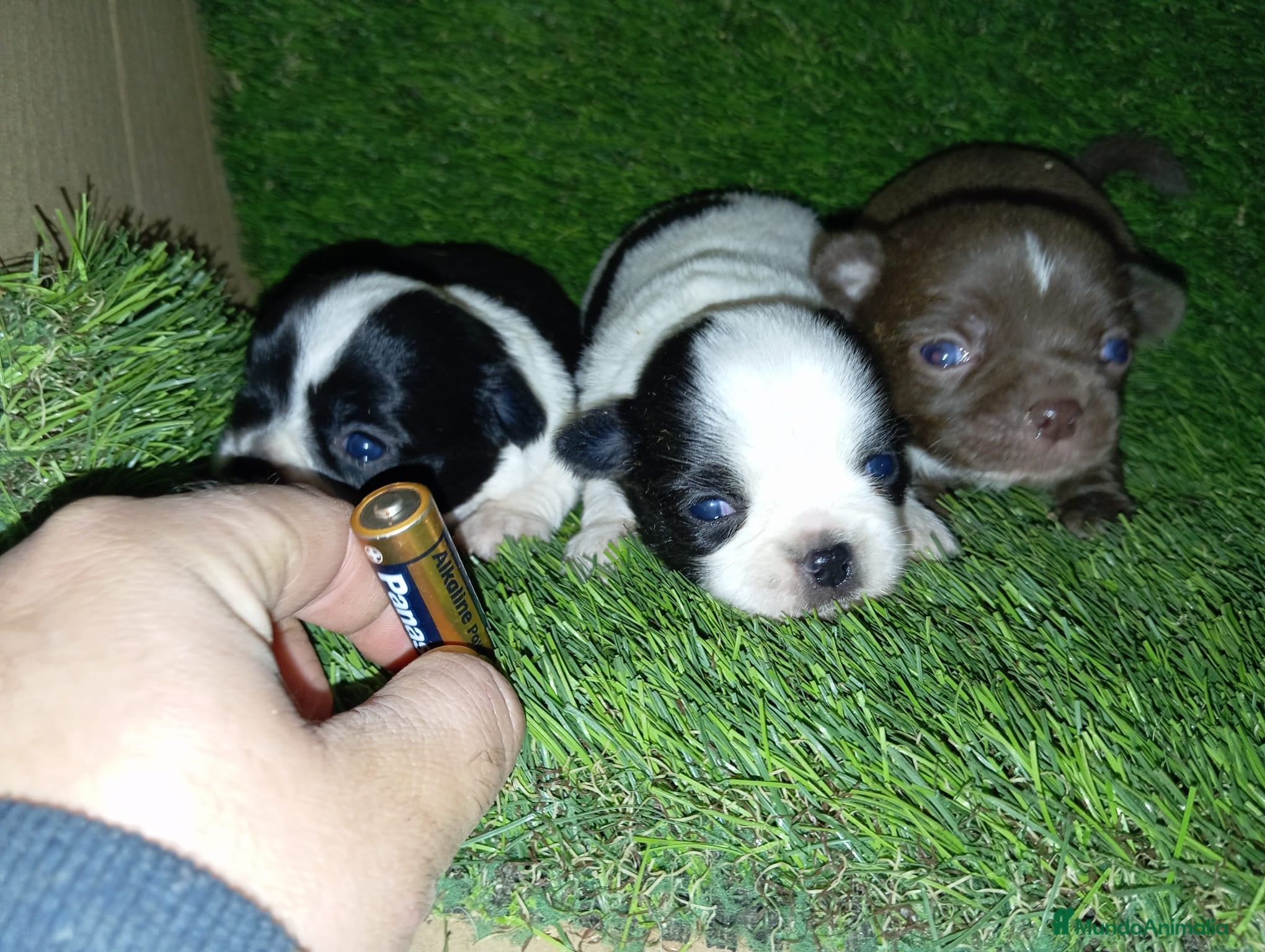 Teckel Miniatura perros Chihuhua - Anuncio 1