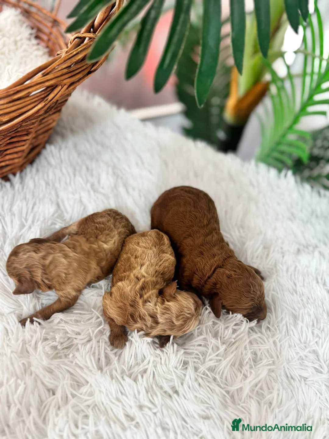 Caniche Toy perros en venta: CANICHE TOY - Anuncio 2