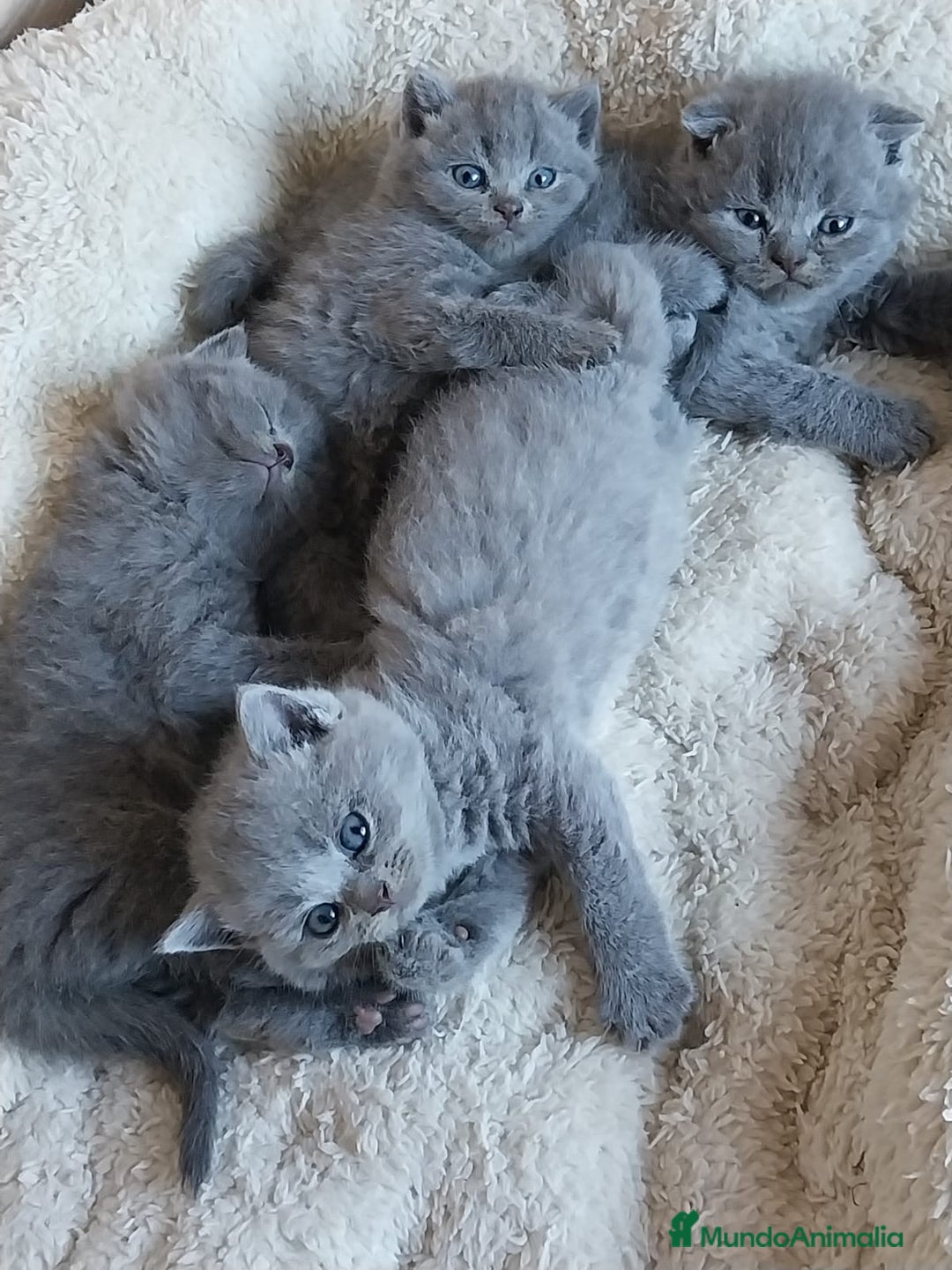Británico de Pelo Corto gatos en venta: British Blue  - Imagen 2