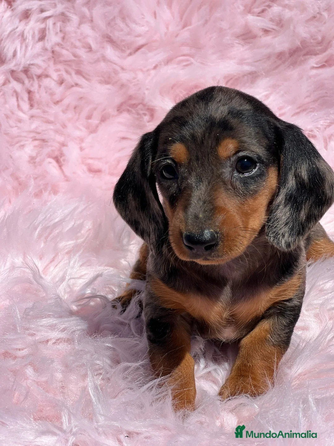 Teckel Miniatura perros en venta: Teckel miniatura  en Barcelona - Anuncio 4