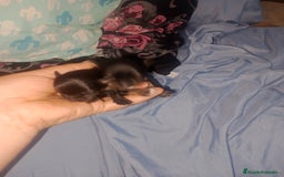 Chihuahua perros en venta: Camada para reservar  - Imagen 9