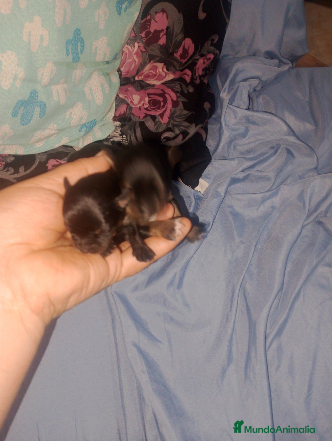 Chihuahua perros en venta: Camada para reservar  - Imagen 9