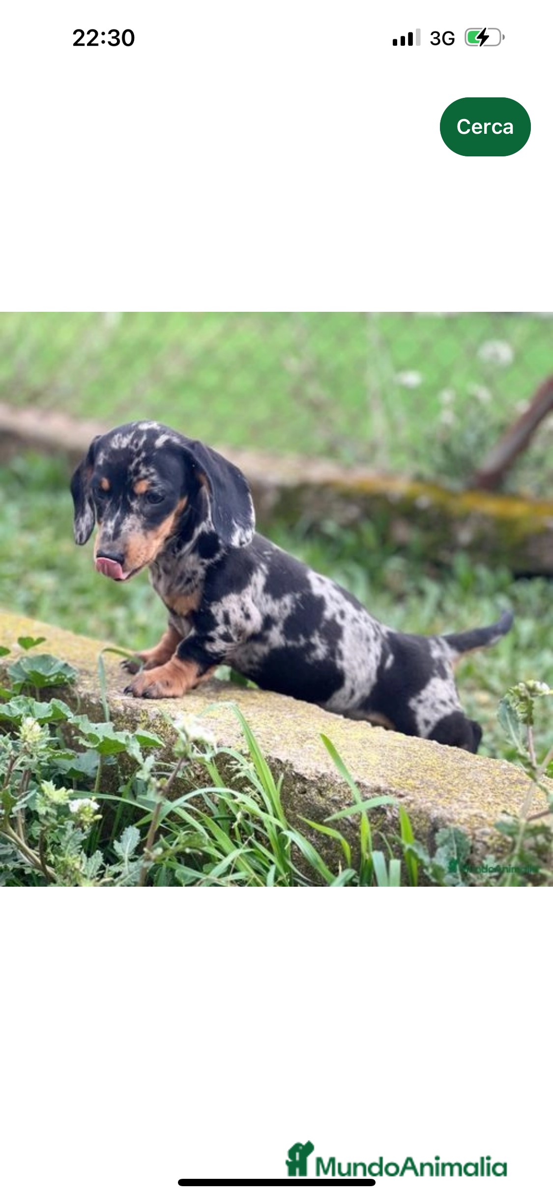 Teckel Miniatura perros TECKEL MINIATURA HEMBRA MERLE  en Barcelona - Anuncio 41