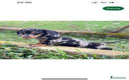 Teckel Miniatura perros en venta: TECKEL MINIATURA HEMBRA MERLE  en Barcelona - Imagen 1