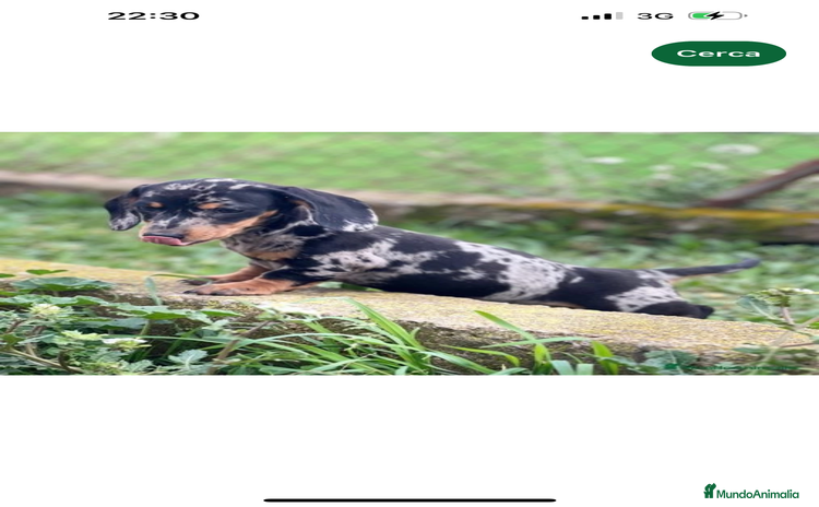 Teckel Miniatura perros en Barcelona - Anuncio 3