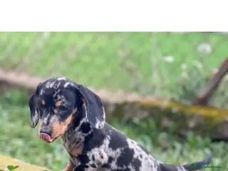 Teckel Miniatura perros TECKEL MINIATURA HEMBRA MERLE en Barcelona - Anuncio 16