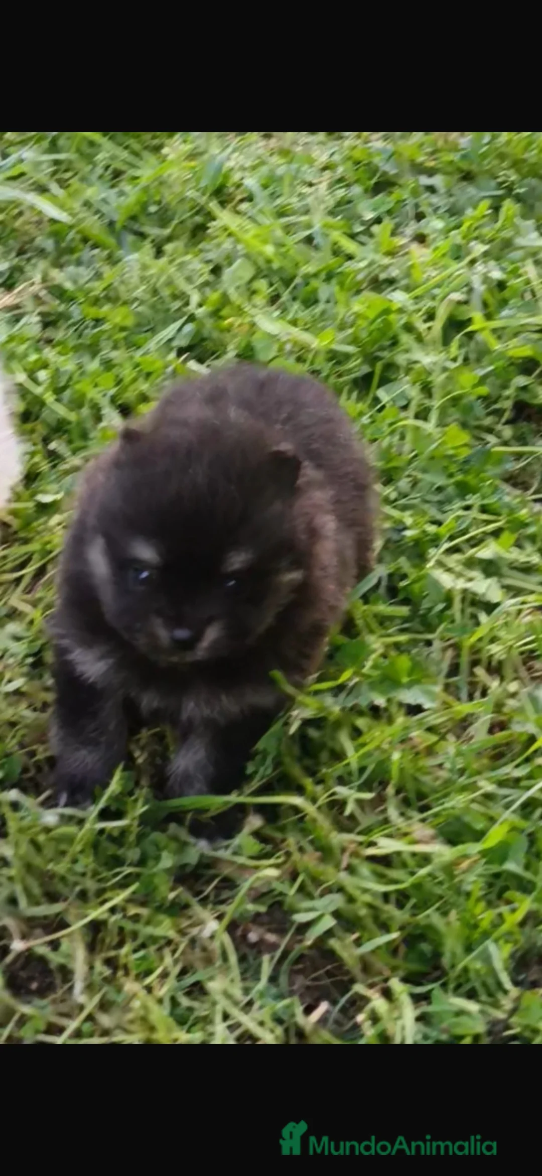 Pomerania perros en venta: pomerania  en Pontevedra - Anuncio 3