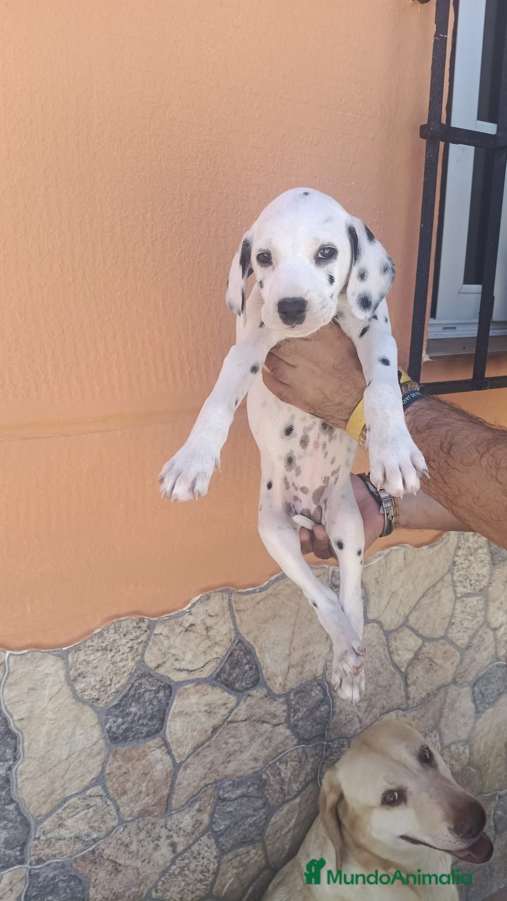 Dálmata perros Dálmatas disponibles🐶🐾 - Anuncio 2
