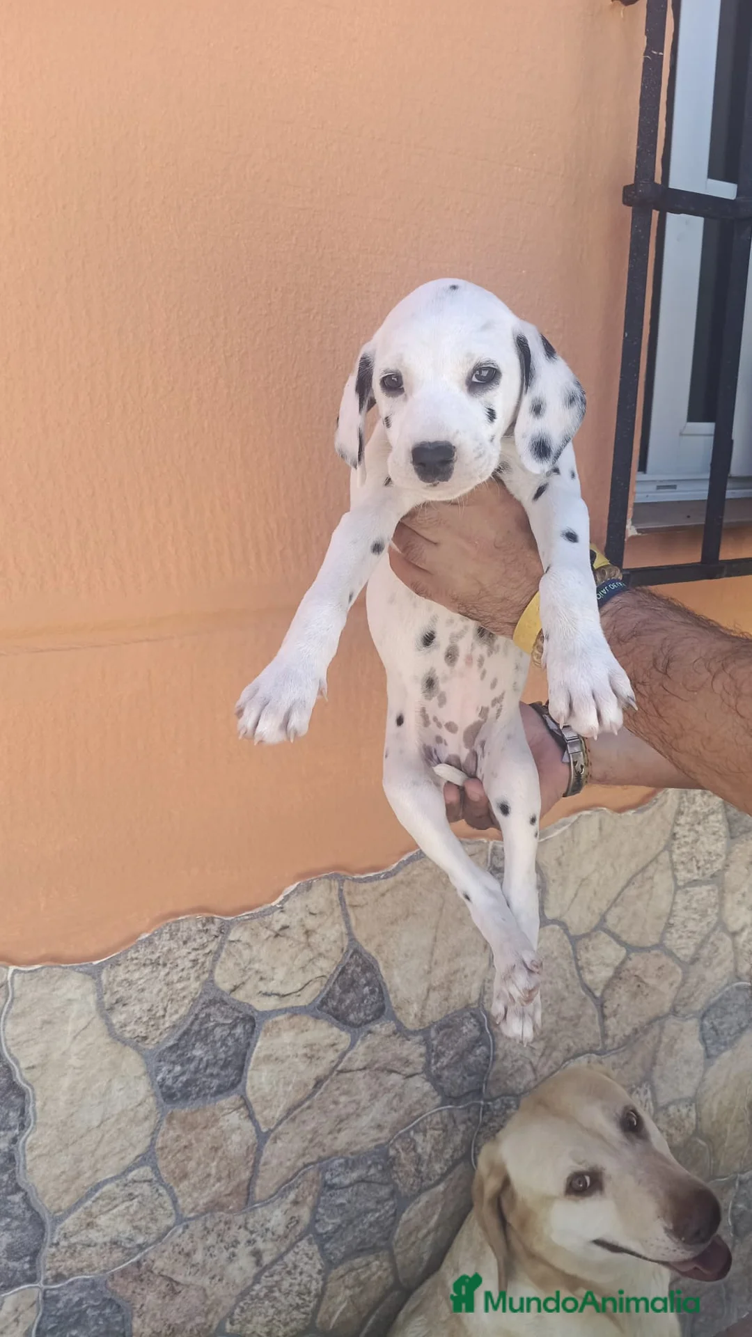 Dálmata perros en venta: Dálmatas disponibles🐶🐾 - Anuncio 1