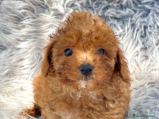 Caniche Toy perros - Anuncio 33