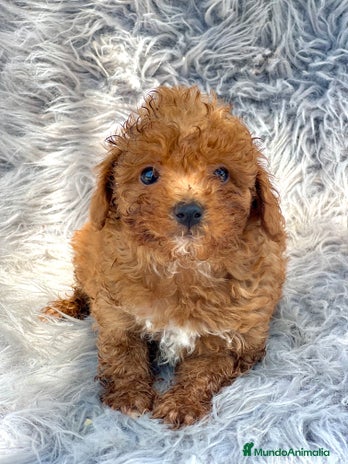 Caniche Toy perros - Anuncio 19