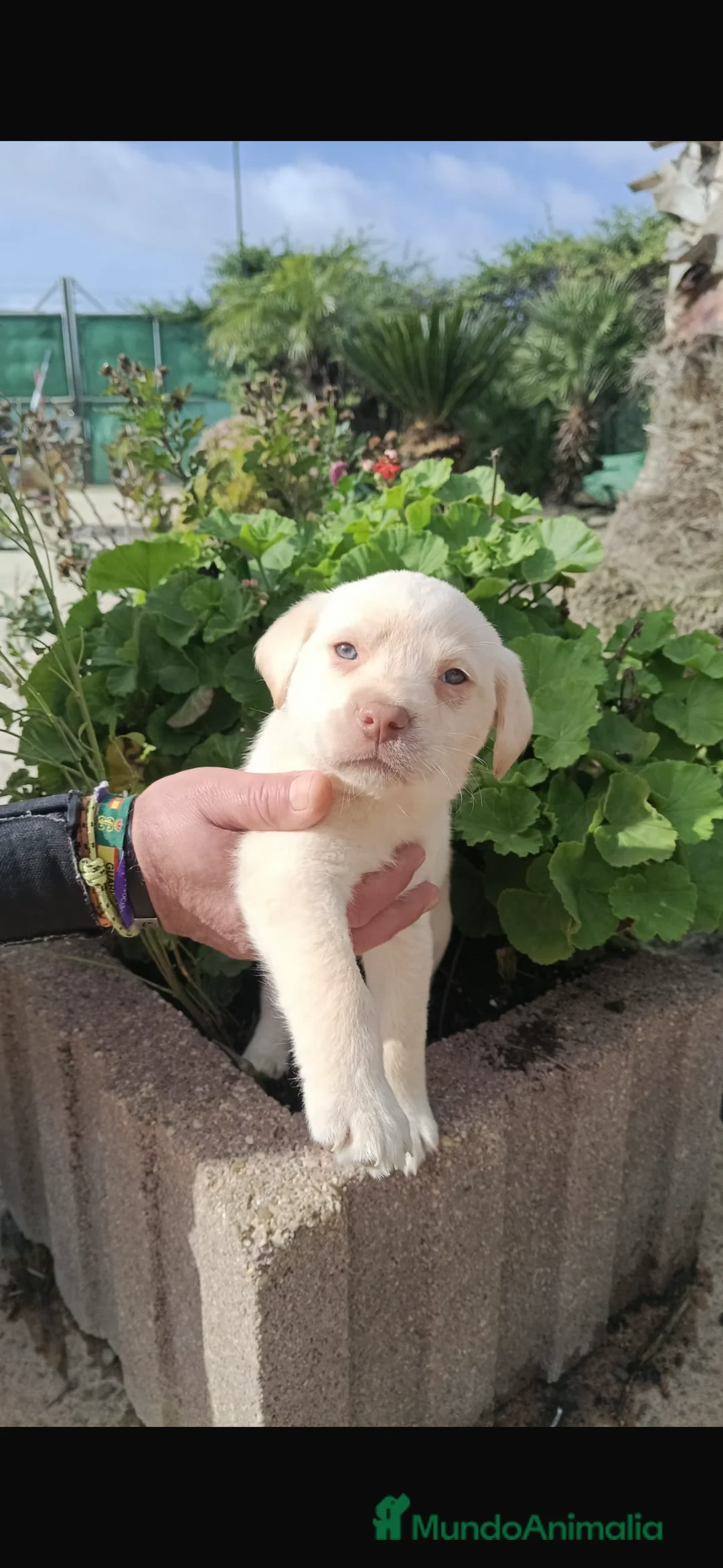 Labrador Retriever perros en venta: Preciosa hembra de labrador retriever  - Anuncio 1