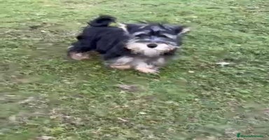 Yorkshire Terrier perros - Anuncio 15