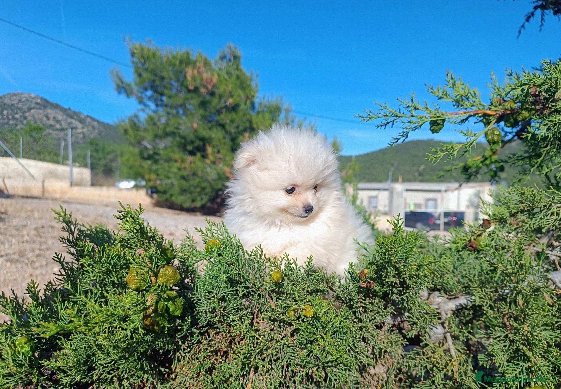 Pomerania perros en venta: POMERANIA MACHITO LINDO - Anuncio 3